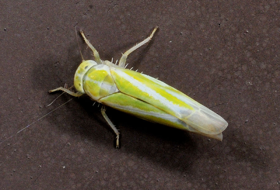 Alebra sp. (Cicadellidae).